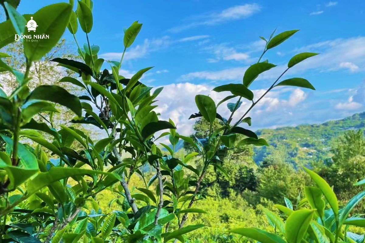 TRÀ XUÂN LÀ NGON NHẤT VÀ TRÀ HẠ LÀ KÉM NHẤT, ĐIỀU NÀY CÓ ĐÚNG KHÔNG?